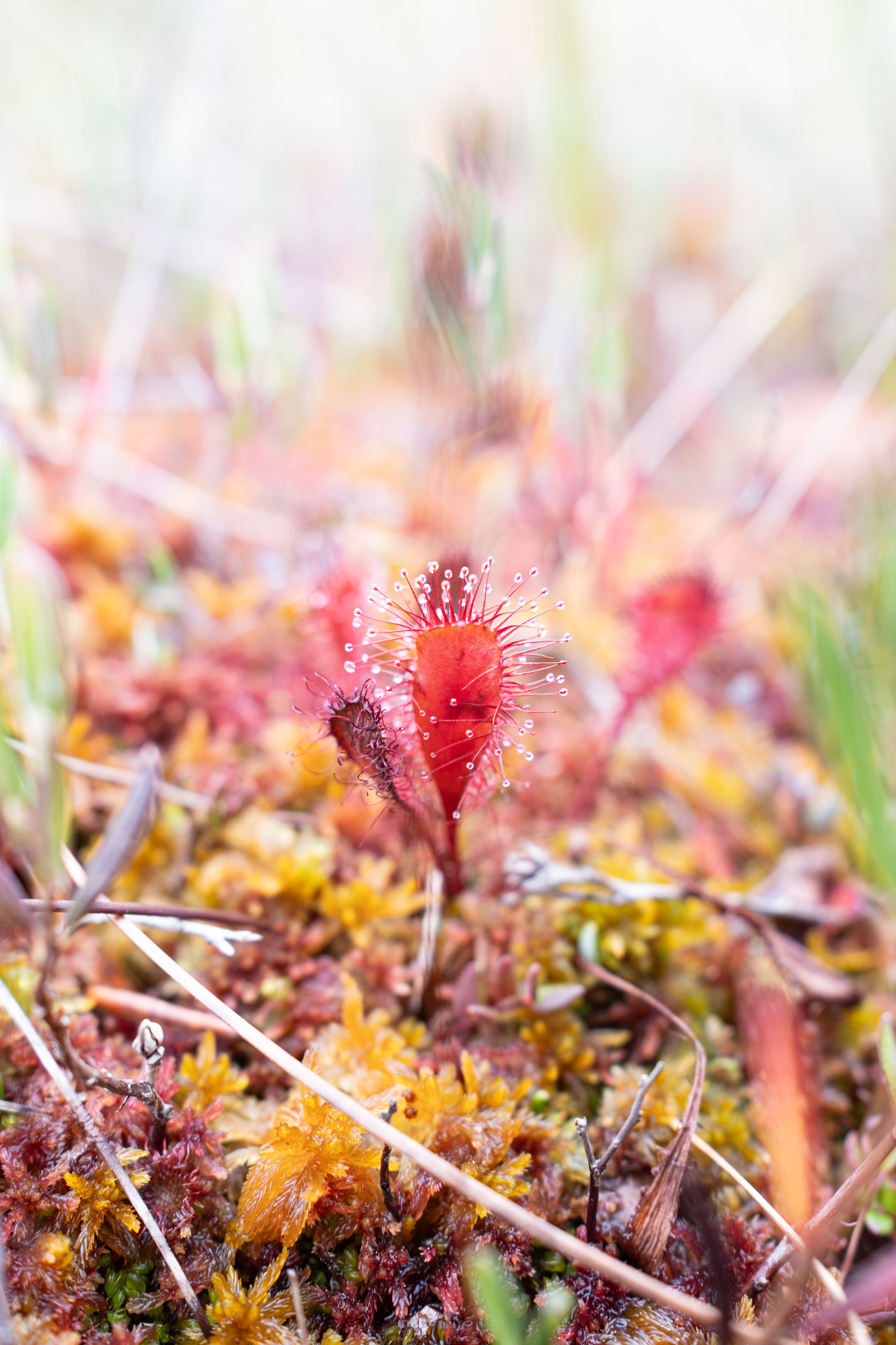 Eistneskar mýrar búa yfir ótrúlegum líffræðilegum fjölbreytileika plantna, svo sem villtum bláberjum og aðalbláberjum, trönuberjum, sveppum, hjarðarsól og kringlusól (sem eru kjötætuplöntur), störum, trjám (furum og birki) og ýmsum tegundum mýrarmosa, auk ríkulegs lífs hryggleysingja, svo sem drekaflugna. Mynd: Elisabeth Bernard