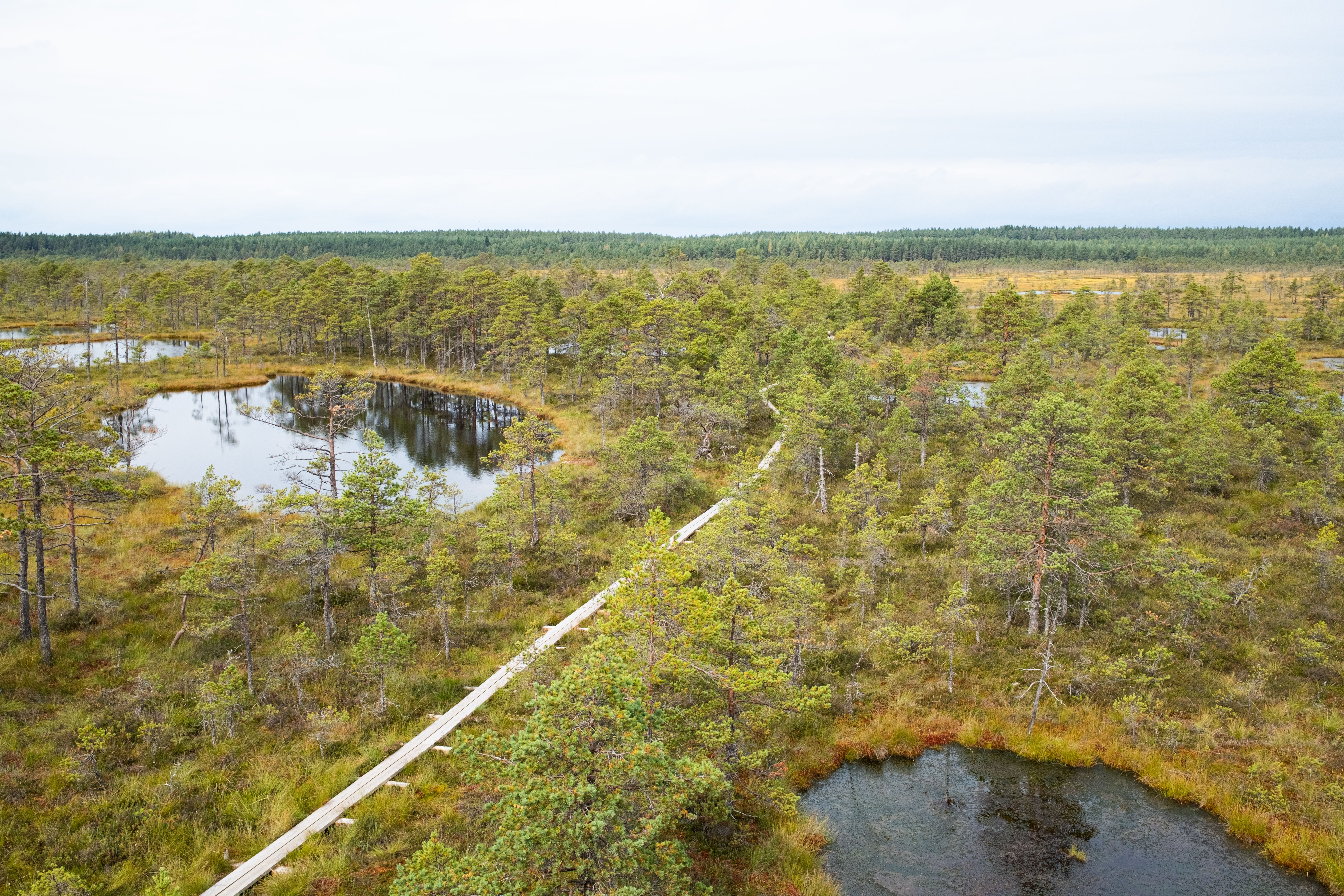 Í Kõnnu Suursoo-mýrinni er vinsæl gönguleið nálægt Tallinn sem er um 6 km löng fram og til baka. Hér er mjög áhugavert dæmi um fljótandi mýrarstíg til að auðvelda aðgengi almennings. Mynd: Elisabeth Bernard